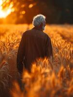 AI generated Senior farmer walking through his wheat field at sunset. An old farmer walking over a crop of wheat photo