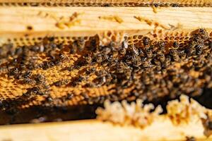 Closeup of bees on honeycomb in apiary - selective focus, copy space. . Macro shot photo