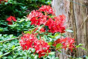 Vibrant red azalea flowers blooming beside a tree trunk, with lush green foliage in the background. photo