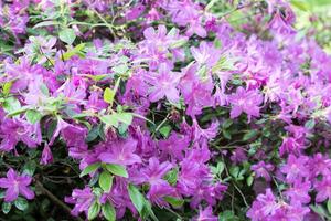 Vibrant purple azalea flowers blooming in a lush garden setting. photo