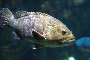 A grouper fish swimming in a blue underwater environment. photo