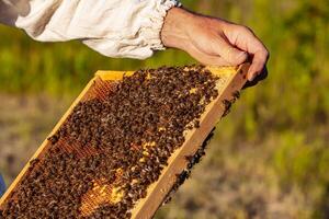 Hand of beekeeper is working with bees and beehives on the apiary. Bees on honeycombs. Frames of a bee hive photo
