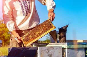 Beekeeper working in his apiary. Frames of a bee hive. Apiculture photo