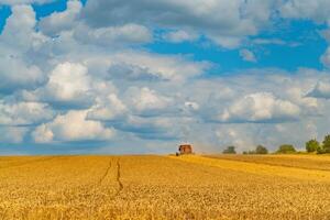 the combine harvester is working in the field over collecting wheat photo