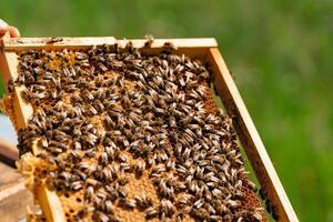 bees sit on honeycombs with honey in the frame on a green background at day. Close-up photo