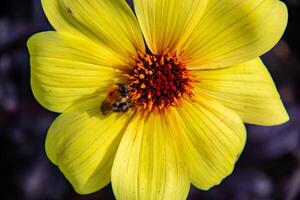 Vibrant yellow flower with a red center and a bee collecting pollen, set against a blurred dark background. photo