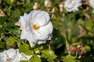 de cerca de un blanco Rosa en floración con brotes y verde hojas, en un iluminado por el sol jardín. foto