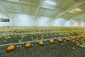 Indoors chicken farm, chicken feeding. Chicken farm photo