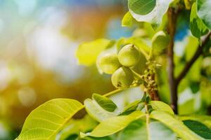 three unripe walnuts ripen on the branch on the background of a sunny day in the autumn. Close-up photo