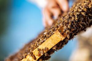 Frames of a beehive. Working bees in a hive. Bees turn nectar into honey photo