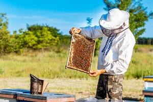 Beekeeper inspecting honeycomb frame at apiary at the summer day. Man working in apiary. Apiculture. Beekeeping concept photo