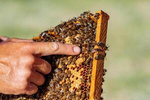 hands of man shows a wooden frame with honeycombs on the background of green grass in the garden photo