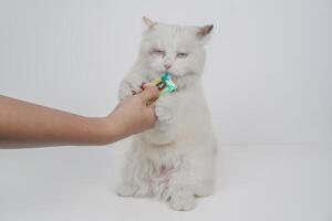 estudio retrato de un muñeca de trapo gato disfrutando su bocadillo, sentado en contra un blanco antecedentes foto
