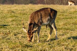 A young deer grazing in a sunlit field with another deer in the background. photo