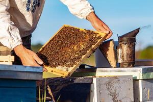 Beekeeper is working with bees and beehives on the apiary. Bees on honeycomb. Frames of a bee hive. Beekeeping. Honey. photo