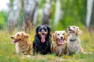 Funny dogs posing and looking around. Joyful pets standing with opened snout in green forest. photo