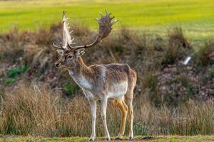 majestuoso barbecho ciervo con grande cornamenta en pie en un herboso campo, fauna silvestre en natural hábitat. foto