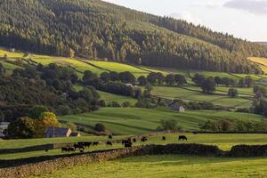 Idyllic rural landscape with cows grazing, stone fences, and rolling hills against a backdrop of forested mountains in Yorkshire Dales. photo