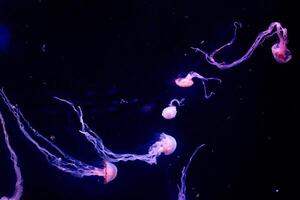 Glowing jellyfish swimming in deep blue ocean water, marine life background. photo