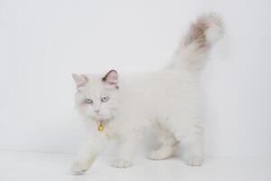 Studio portrait of a walking ragdoll cat looking forward against a white background photo