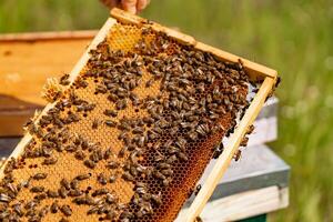 Beekeeper checking honeycomb frame with bees in his apiary. Working bees in a hive. Beekeeping. Honey photo