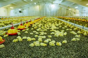 joven amarillo pollos en un aves de corral granja foto