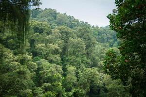 Drone view of amazing green forest with trees and bushes growing in countryside photo