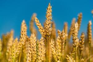 stalks of ripe wheat grow in the field on the background of blue sky. Close-up photo