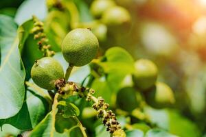 un lote de nueces en el árbol a puesta de sol. árbol de nueces cosecha de nueces foto