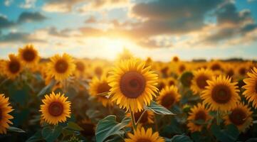 AI generated Golden sunflower on field and blue sky stock photo