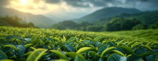 ai generado té plantación verde paisaje en el montañas foto