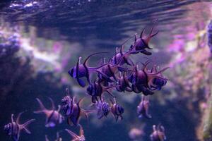 School of tropical fish swimming in a serene underwater environment with vibrant purple coral reef background. photo