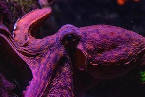 Close-up of a purple octopus against a dark aquatic background, showcasing its texture and natural environment. photo