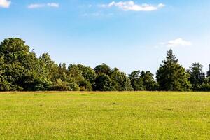 Sunny meadow with vibrant green grass against a backdrop of lush trees under a clear blue sky. photo