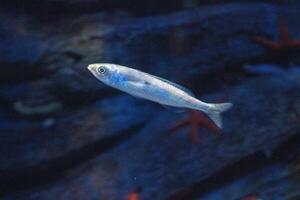 soltero pequeño pescado nadando en un sereno azul acuario ambiente con sutil Encendiendo y oscuro antecedentes. foto