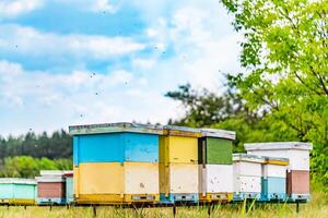 Beehives on the beautiful landscapes. Bees flying around beehives. photo