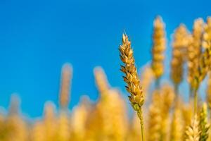 amarillo grano Listo para cosecha creciente en un granja campo con hermosa azul cielo. trigo orejas en campo foto