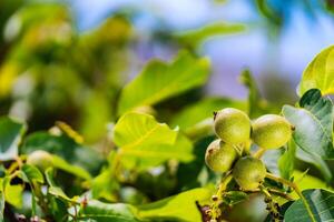 Fresh greek walnuts on a tree with natural background. Walnuts grow on a tree waiting to be harvested in autumn. photo