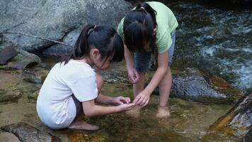 contento bambini giocando nel il fiume. Due sorelle nel il estate a il fiume siamo avendo divertimento giocando nel il sabbia su il costa. all'aperto divertimento, ricreativo e apprendimento attività con bambini. video