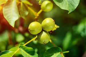 Three green packed immature walnuts hanging on a tree in summer on the leaves background. Green walnut branch with unripen fruits. Macro shot photo