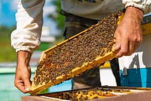 Man hands hold a frame of a bee hive. The beekeeper inspecting honeycomb frame at apiary. Beekeeping concept. photo