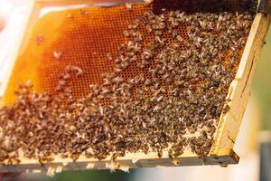 Working bees on honeycomb. Frames of a bee hive. Apiculture photo