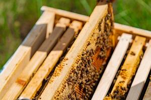 Frames of a beehive. Working bees in a hive. Bees turn nectar into honey photo