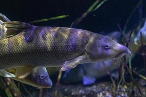 Underwater view of a brown and yellow patterned fish with whiskers in a natural aquatic habitat. photo