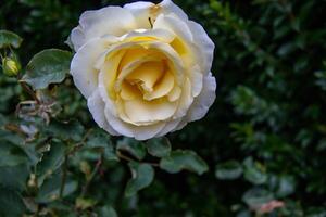 Close-up of a delicate yellow rose against a dark green foliage background. photo