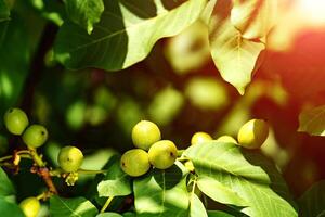 A lot of walnuts on the tree at sunset. Tree of walnuts photo