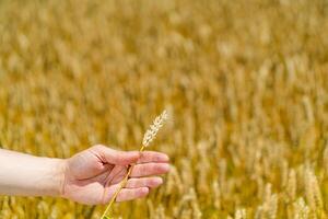 Wheat ears in the hand. Harvest concept. Agricultural wheat field photo