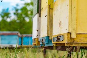 Yellow wooden beehives standing on the grass in the field and flying bees bringing pollen. Bees circling near the area of the hive. Close-up photo