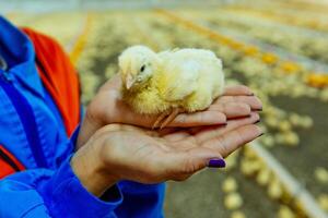 Pretty small yellow chick sitting on female hands at farm with many little chickens. Adorable newborn chicken on worker's hands. Close-up photo