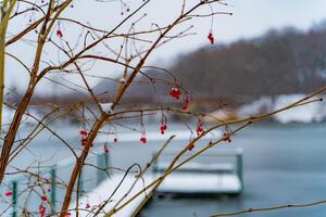 rojo maduro viburnum bayas en un rama cubierto con escarcha cerca el río con puente en invierno. seco frosen bayas de guelder Rosa en un árbol terminado el borroso invierno antecedentes. de cerca foto